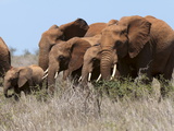 Elephants (Loxodonta Africana)  Lualenyi Game Reserve  Kenya  East Africa  Africa