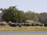 Hippopotamus (Hippopotamus Amphibius)  Busanga Plains  Kafue National Park  Zambia  Africa