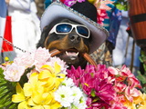 Dog Carrying Flowers at the Carnival in Funchal  Madeira  Portugal  Europe
