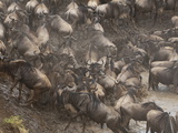 Wildebeest (Connochaetes Taurinus)  Masai Mara  Kenya  East Africa  Africa