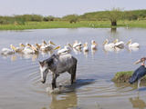 Horse and Pelicans in the Abiata-Shala National Park  Ethiopia  Africa