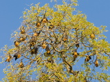 Berenty Private Reserve  Madagascar  Africa