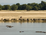 Hippopotamus (Hippopotamus Amphibius)  Luangwa River  South Luangwa National Park  Zambia  Africa