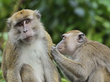 Macaques  Sabah  Borneo  Malaysia  Southeast Asia  Asia