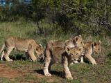Lion (Panthera Leo)  Kariega Game Reserve  South Africa  Africa