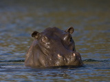 Hippopotamus  Lunga River  Kafue National Park  Zambia  Africa