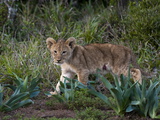 Lion Cub (Panthera Leo)  Kariega Game Reserve  South Africa  Africa