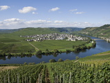 Vineyards Bordering the Banks of the River Mosel  Germany  Europe