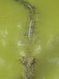 Saltwater (Estuarine) Crocodile (Crocodylus Porosus)  Sarawak  Borneo  Malaysia