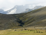 Skaftafell National Park  South Coast  Iceland  Polar Regions