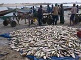 Fish For Sale Laid Out on the Ground at the Fish Market  Nouadhibou  Mauritania  Africa