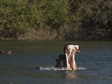 Hippopotamus  Lunga River  Kafue National Park  Zambia  Africa