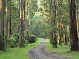 Mountain Ash Forest  Dandenong Ranges National Park  Dandenong Ranges  Victoria  Australia  Pacific