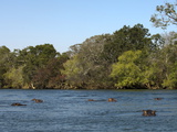 Hippopotamus  Lunga River  Kafue National Park  Zambia  Africa