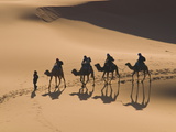 Camels in the Dunes  Merzouga  Morocco  North Africa  Africa