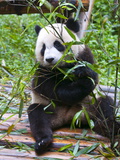 Giant Panda (Ailuropoda Melanoleuca) at the Panda Bear Reserve  Chengdu  Sichuan  China  Asia