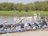 Marabu Storks in the Abiata-Shala National Park  Ethiopia  Africa