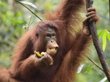 Orangutan (Pongo Borneo)  Semenggoh Wildlife Reserve  Sarawak  Borneo  Malaysia