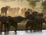 Elephants (Loxodonta Africana)  Lualenyi Game Reserve  Kenya  East Africa  Africa