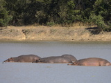 Hippopotamus (Hippopotamus Amphibius)  Luangwa River  South Luangwa National Park  Zambia  Africa