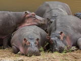Hippopotamus (Hippopotamus Amphibius)  Masai Mara  Kenya  East Africa  Africa