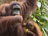 Orangutan (Pongo Borneo)  Semenggoh Wildlife Reserve  Sarawak  Borneo  Malaysia
