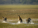 Red Lechwe (Kobus Leche)  Busanga Plains  Kafue National Park  Zambia  Africa