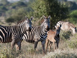 Grant's Zebra (Equus Quagga Boehmi)  Lualenyi Game Reserve  Kenya  East Africa  Africa