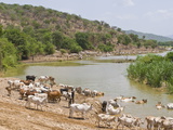 Cattle at the Omo River  Omo Valley  Ethiopia  Africa
