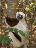 Coquerel's Sifaka (Propithecus Coquereli)  Ankarafantsika National Park  Madagascar  Africa