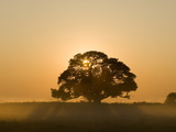 Sunrise  Busanga Plains  Kafue National Park  Zambia  Africa
