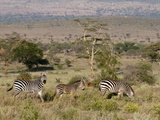 Grant's Zebra (Equus Quagga Boehmi)  Lualenyi Game Reserve  Kenya  East Africa  Africa
