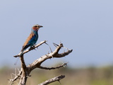 Lilac-Breasted Roller (Coracias Caudata)  Lualenyi Game Reserve  Kenya  East Africa  Africa