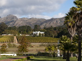 Zorgvliet Wine Estate  Stellenbosch  Cape Province  South Africa  Africa