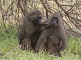 Olive Baboon (Papio Anubis)  Samburu National Park  Kenya  East Africa  Africa