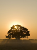 Sunrise  Busanga Plains  Kafue National Park  Zambia  Africa