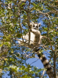 Ring-Tailed Lemur (Lemur Catta)  Berenty Private Reserve  Madagascar  Africa