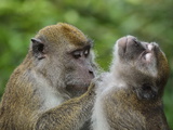 Macaques  Sabah  Borneo  Malaysia  Southeast Asia  Asia