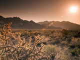 Mojave National Preserve  Granite Mountains in Background  California  USA