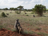Yellow Baboons (Papio Hamadryas Cynocephalus)  Tsavo East National Park  Kenya  East Africa  Africa