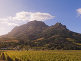 Zorgvliet Wine Estate  Stellenbosch  Cape Province  South Africa  Africa