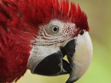 Portrait of Macaw  Lok Kawi Wildlife Park  Sabah  Borneo  Malaysia Southeast Asia  Asia