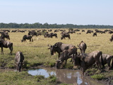 Wildebeest (Connochaetes Taurinus)  Masai Mara  Kenya  East Africa  Africa