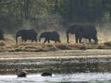 Elephants  Moremi Wildlife Reserve  Okavango Delta  Botswana  Africa
