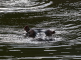 Hippopotamus (Hippopotamus Amphibius)  Kariega Game Reserve  South Africa  Africa