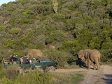 Tourists in Safari Vehicle Looking at Elephant  Kariega Game Reserve  South Africa
