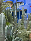 Jardin Majorelle  Marrakech  Morocco  North Africa  Africa