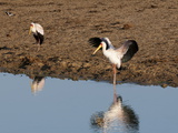 Yellow-Billed Stork (Mycteria Ibis)  Lualenyi Game Reserve  Kenya  East Africa  Africa