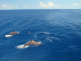 Dolphins Swimming in Maldives  Indian Ocean  Asia