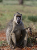 Yellow Baboon (Papio Hamadryas Cynocephalus)  Tsavo East National Park  Kenya  East Africa  Africa